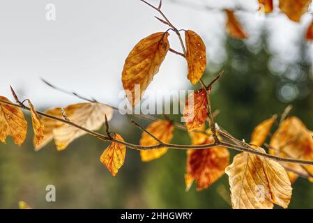 primo piano di foglie secche su un rametto in inverno Foto Stock