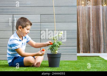 Ragazzo che raccoglie i pomodori da una pianta di pomodoro a casa Foto Stock