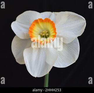 Singolo giallo arancio e bianco Daffodil Foto Stock