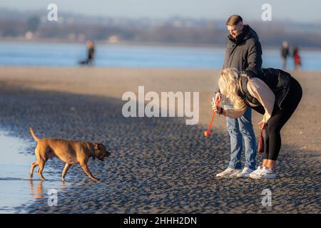 Coppia che cammina un cane con un tiro di palla e scattare la sua foto con un telefono, West Wittering Beach, Chichester, Regno Unito Foto Stock