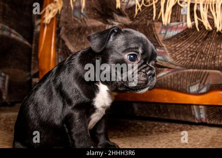 Divertente due mesi di bulldog francese di colore nero con petto bianco. Primo piano verticale. Foto Stock