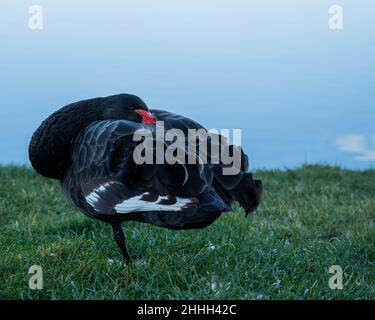 Il cigno nero nascose la testa in piedi sull'erba. Foto Stock