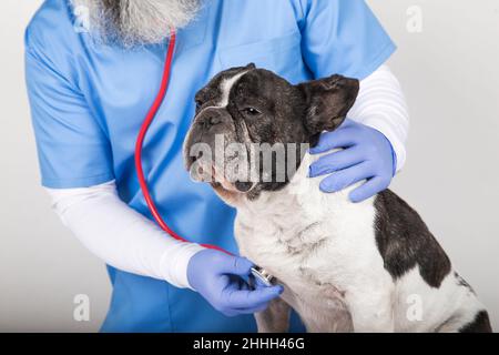 veterinario uomo che esamina un cane piccolo carino utilizzando stetoscopio, isolato su sfondo bianco. Foto Stock