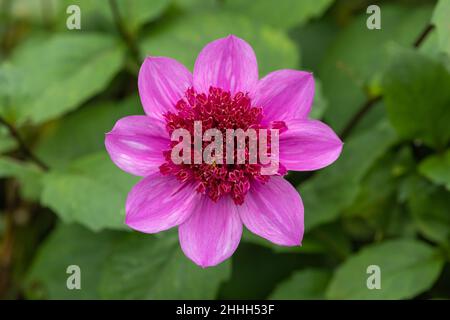 Primo piano di un blu bayou dahlia in fiore Foto Stock