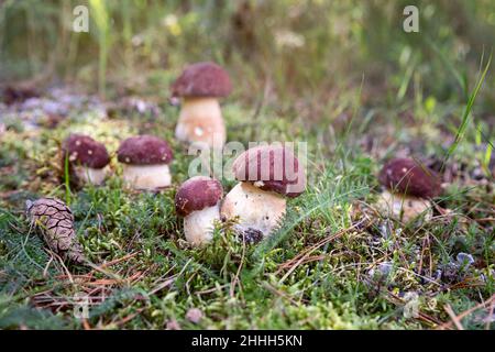 Gruppo di piccoli funghi Boletus edulis nella foresta autunnale Foto Stock