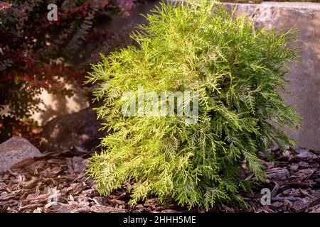 Giovane pianta Thuja occidentalis della varietà Globosa Aurea con corteccia di pacciame. I thujas ornamentali a bassa crescita sono ampiamente utilizzati nel paesaggio Foto Stock