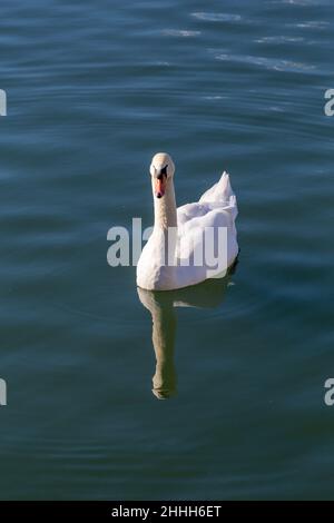 Grande cigno bianco bello su acqua Foto Stock