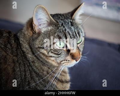 Primo piano di un gatto europeo comune Foto Stock