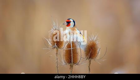 Molto bello goldfinch seduta su un thistle, la foto migliore Foto Stock