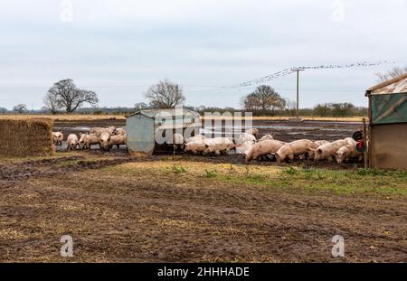 Suini in inverno, allevati all'aperto in un campo e permesso di foraggio e di deambulazione in un ambiente fangoso e naturale. Orizzontale. Spazio di copia. Foto Stock