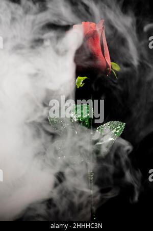 Questa foto creata utilizzando il fumo e una rosa rossa, dando all'immagine un aspetto mistico, ideale per un poster Foto Stock