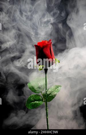 Questa foto creata utilizzando il fumo e una rosa rossa, dando all'immagine un aspetto mistico, ideale per un poster Foto Stock