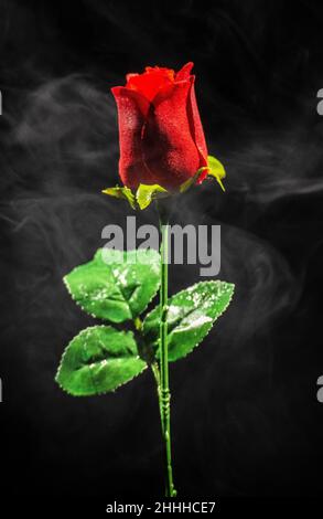 Questa foto creata utilizzando il fumo e una rosa rossa, dando all'immagine un aspetto mistico, ideale per un poster Foto Stock