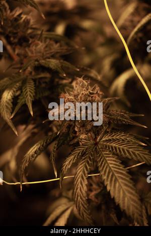 I fiori di cannabis in un dispensario professionale crescono operazione Foto Stock