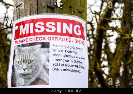 Un poster gatto mancante fissato a un palo telegrafo. Foto Stock