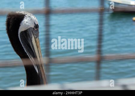 Pelican dietro la rete metallica con il mare sullo sfondo Foto Stock