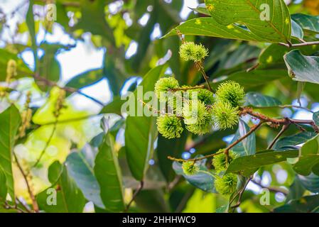 Frutti di rambutan verde su un ramo di albero a Zanzibar, Tanzania Foto Stock