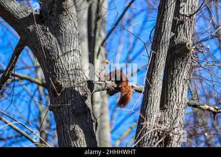 Lo scoiattolo rosso o scoiattolo rosso eurasiatico (Sciurus vulgaris) , il Giardino dell'Isola, Jardín de la Isla , Aranjuez, Madrid, Spagna Foto Stock