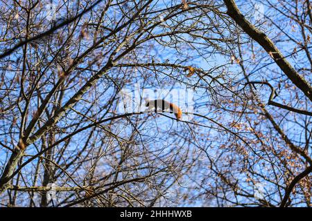 Lo scoiattolo rosso o scoiattolo rosso eurasiatico (Sciurus vulgaris) , il Giardino dell'Isola, Jardín de la Isla , Aranjuez, Madrid, Spagna Foto Stock