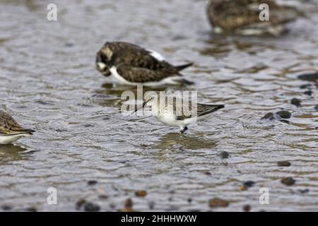 Dunlin Calidris alpina che si alimenta in piscina costiera poco profonda su spiaggia di ghiaia con Ruddy Turnstone Arenaria si interpres oltre vicino a Salthouse Norfolk Inghilterra Foto Stock