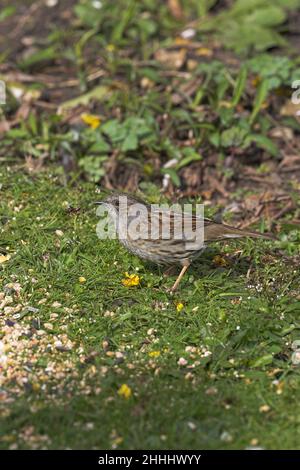 Dunnock Prunella modularis alimentazione su semi tipo di alimenti per uccelli in giardino Ringwood Hampshire Inghilterra Foto Stock