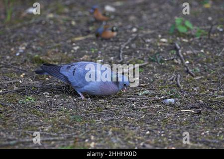 Magazzino colomba Columba oenas Blashford vicino a Ringwood Hampshire Inghilterra Foto Stock