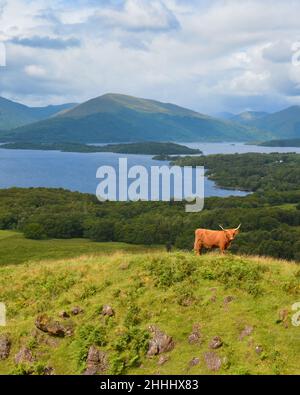 Loch Lomond Highland Cow pascolo su Conic Hill sopra Balmaha, e si affaccia Loch Lomond, Scozia, Regno Unito Foto Stock