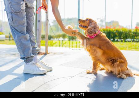 bella donna da corsa mixrd con make up e ricci stile capelli trascorrere momenti felici con il suo cite oro americano coccer cane al giorno di sole in strada Foto Stock