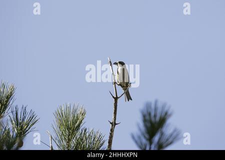 Comune crossbill Loxia curvirostra in albero morto, col de Bavella, Corsica, Francia Foto Stock