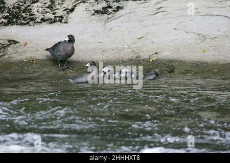 Blue duck Hymenolaimus malacorhynchos coppia con quattro anatroccoli dal fiume di Nuova Zelanda Foto Stock