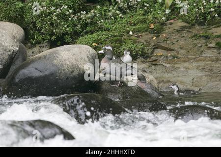 Blue duck Hymenolaimus malacorhynchos coppia con quattro anatroccoli dal fiume di Nuova Zelanda Foto Stock