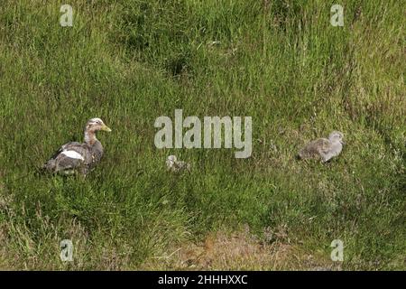 Falkland anatra vaporizzatore Tachyeres brachypterus adulto con 2 roverella papere nella prateria Isole Falkland Foto Stock