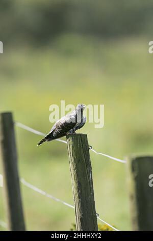 Cucucuculo comune Cucurus canorus giovanile su palo di recinzione durante la migrazione verso sud, Blashford Lakes Nature Reserve, vicino Ringwood Foto Stock