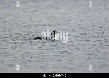 Grande subacqueo settentrionale Gavia immer in parziale estate piombatura nuoto sul mare, Loch na Keal Isola di Mull Argyll e Bute Scozia Regno Unito Foto Stock