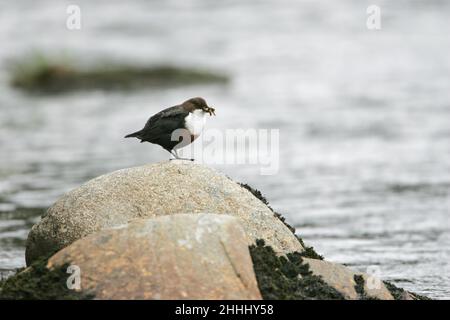 Cincluss dipper da dipper a gola bianca con cibo per i giovani su roccia coperta di muschio nel Findhorn River Findhorn Valley Highlands Scotland UK Foto Stock