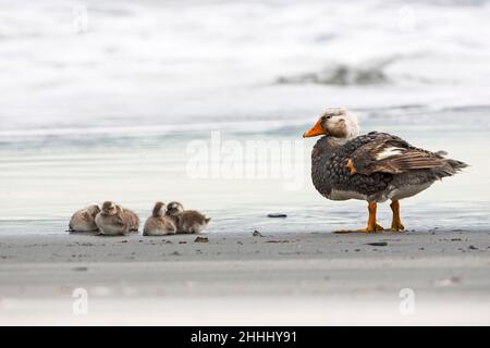 Falkland steamer anatra Tachyeres brachypterus adulto e cinque anatroccoli sulla spiaggia, Sea Lion Island, Falkland Islands Foto Stock