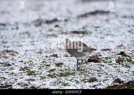 Eurasian curlew Numenius arquata nel campo nevoso vicino a Aberfeldy Highland Regione Scozia UK Foto Stock