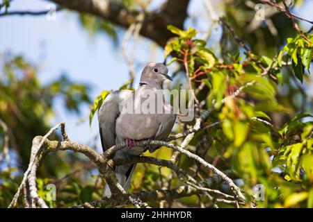 Eurasian colomba a collare Streptopelia decaocto appollaiato sul ciliegio piangente in un giardino Ringwood Hampshire REGNO UNITO Inghilterra Agosto 2015 Foto Stock