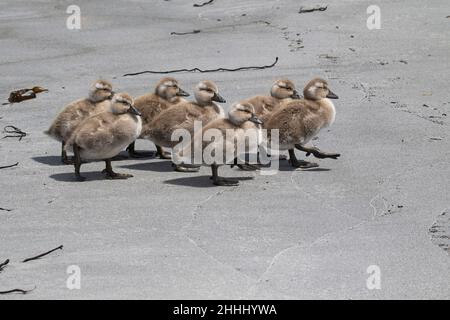 Flightless steamer anatra Tachyeres brachypterus sette anatroccoli che riposano sulla spiaggia Sealion Island Isole Falkland British Overseas Territory dicembre Foto Stock