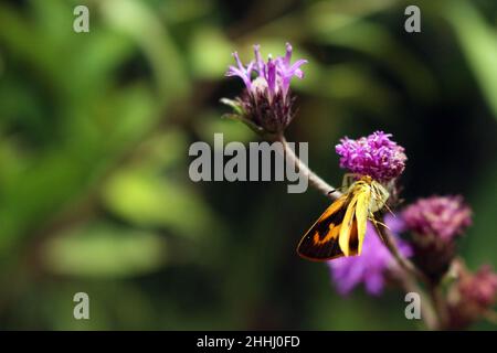 Butterfly, oltre alla sua esuberanza e bellezza, il gruppo è di grande importanza economica, sono fondamentali agenti impollinanti per la dinamo Foto Stock
