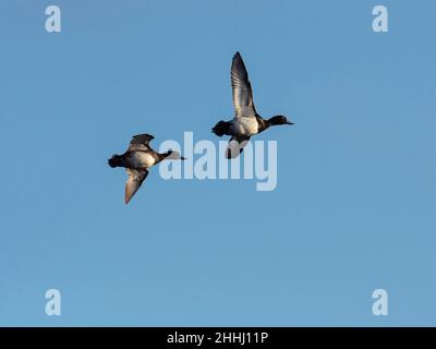 Anatra tufted Aythya fuligula in volo, Ham Wall RSPB Reserve, Meare, Avalon Marshes, Somerset livelli e Mori, Inghilterra, Regno Unito, dicembre 2019 Foto Stock