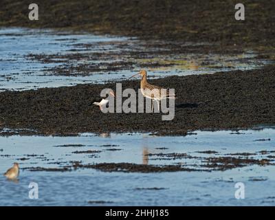 Cavalcata eurasiatica Numenius arquata e ostricata eurasiatica Haematopus ostralegus combattendo per alimentare il territorio, ai margini del Monte Lago, Keehaven Foto Stock