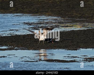 Cavalcata eurasiatica Numenius arquata e ostricata eurasiatica Haematopus ostralegus combattendo per alimentare il territorio, ai margini del Monte Lago, Keehaven Foto Stock