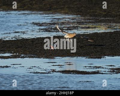 Cavalcata eurasiatica Numenius arquata e ostricata eurasiatica Haematopus ostralegus combattendo per alimentare il territorio, ai margini del Monte Lago, Keehaven Foto Stock