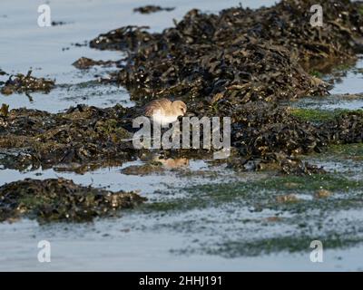 Dunlin Calidris alpina alla ricerca di cibo tra le alghe al bordo del lago di Mount, Keehaven Marshes, Hampshire, Inghilterra, Regno Unito, Novembre 2020 Foto Stock