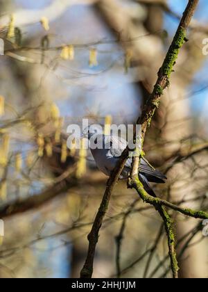 Stock colomba oenas adulto arroccato in un faggio vicino a potenziale nido sito in bosco vicino a Bransgore, Hampshire, Inghilterra, Regno Unito, febbraio 2021 Foto Stock