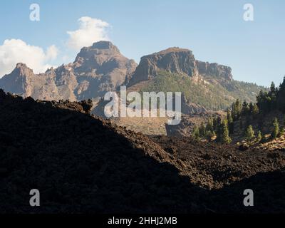 I pini delle Canarie a Tenerife. Sul sentiero Red de Senderos TF18. Foto Stock