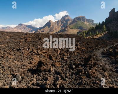 I pini delle Canarie a Tenerife. Sul sentiero Red de Senderos TF18. Foto Stock