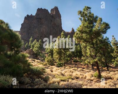 I pini delle Canarie a Tenerife. Sul sentiero Red de Senderos TF18. Foto Stock