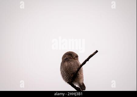 Il gufo della giungla o il gufo della giungla barred o il radiatum di Glaucidium arroccato nella zona dhikala del parco nazionale di jim corbett o la riserva della foresta uttarakhand india Foto Stock